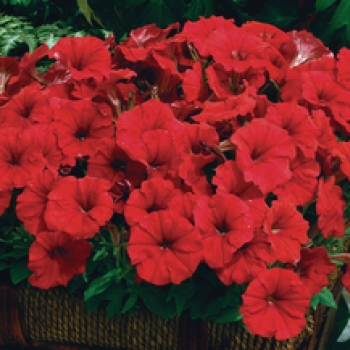 Petunia kleinbloemig