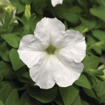 Wandzakken Petunia
