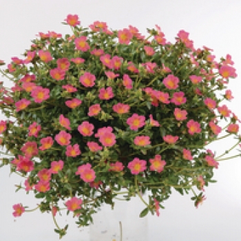 Portulaca