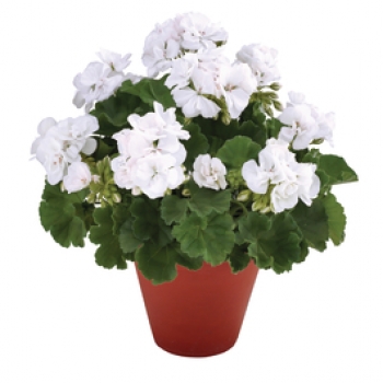 Geranium Recht