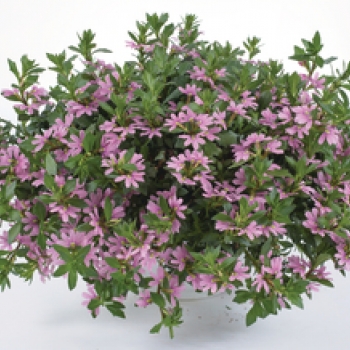 Hangpotten Scaevola