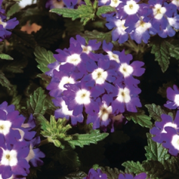 Verbena