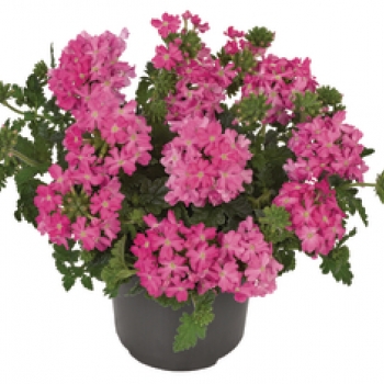 Verbena