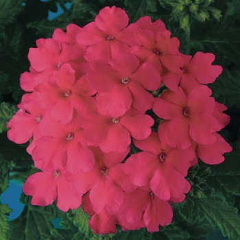 Wandzakken Verbena