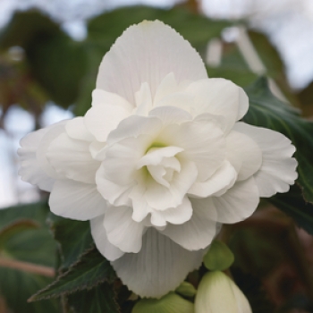 Hangbegonia