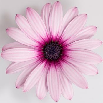 Kaapse margriet