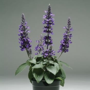Salvia