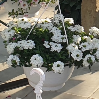 Hangpotten Verbena