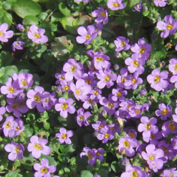 Wandzakken Bacopa