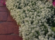 Allyssum