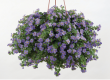 Hangpotten Bacopa