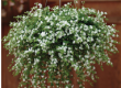 Wandzakken Bacopa