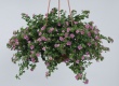 Wandzakken Bacopa
