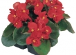 Wandzakken Begonia