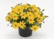 bidens