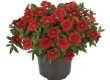 Million Bell (Calibrachoa)