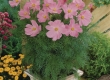 Cosmos