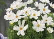 Cosmos