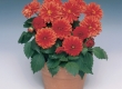 Dahlia
