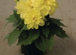 Dahlia