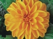 Dahlia