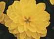 Dahlia