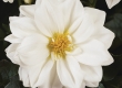 Dahlia