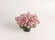 Diascia