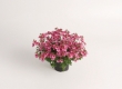 Diascia