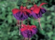 Fuchsia (Bellekens)