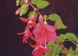 Hangpotten Fuchsia
