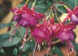 Fuchsia (Bellekens)