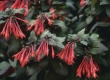 Fuchsia (Bellekens)