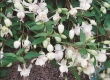 Hangpotten Fuchsia