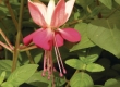 Fuchsia (Bellekens)