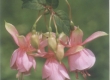 Fuchsia (Bellekens)
