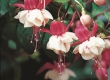 Fuchsia (Bellekens)