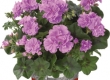 Geranium Hang Dubbelbloemig