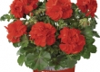 Geranium Hang Dubbelbloemig