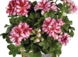 Geranium Hang Dubbelbloemig