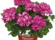 Geranium Hang Dubbelbloemig