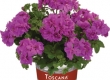 Geranium Hang Dubbelbloemig