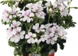 Geranium Hang enkelbloemig