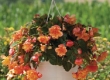 Hangbegonia