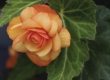 Hangbegonia