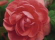 Hangbegonia