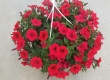 Hangpot Surfinia