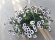 Hangpot Surfinia