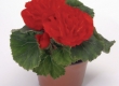 Knolbegonia
