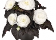 Knolbegonia